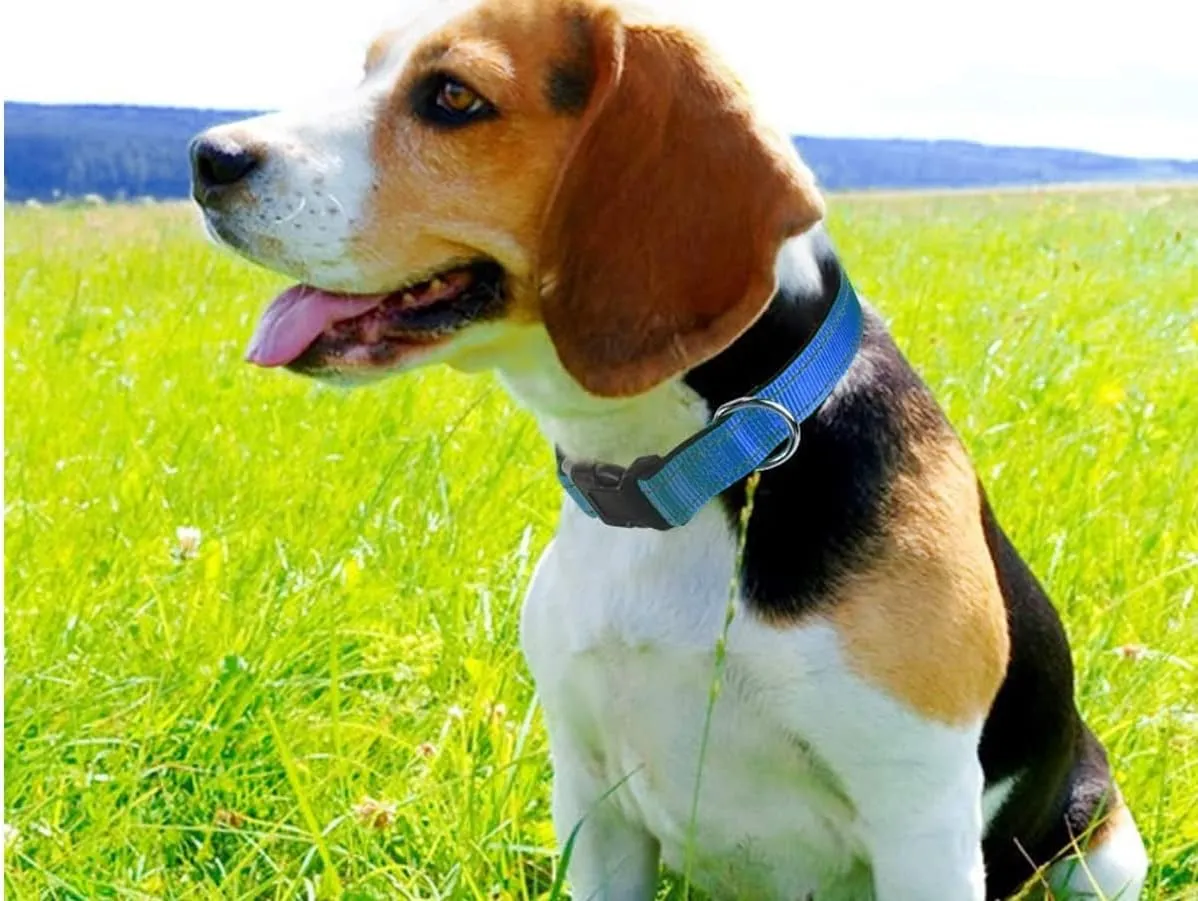 Le Confort avant Tout Collier Réglable et Durable pour Chien et Chat